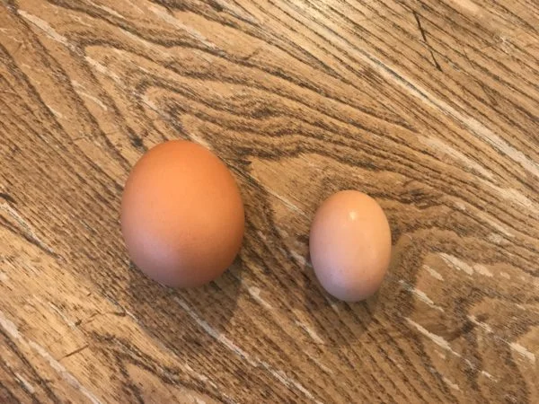 eggs-side-by-side-600x450.jpg