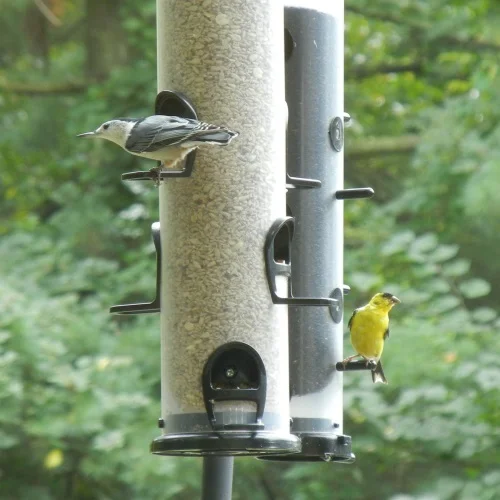 5-4-joy-of-backyard-bird-feeding-main_001.jpg