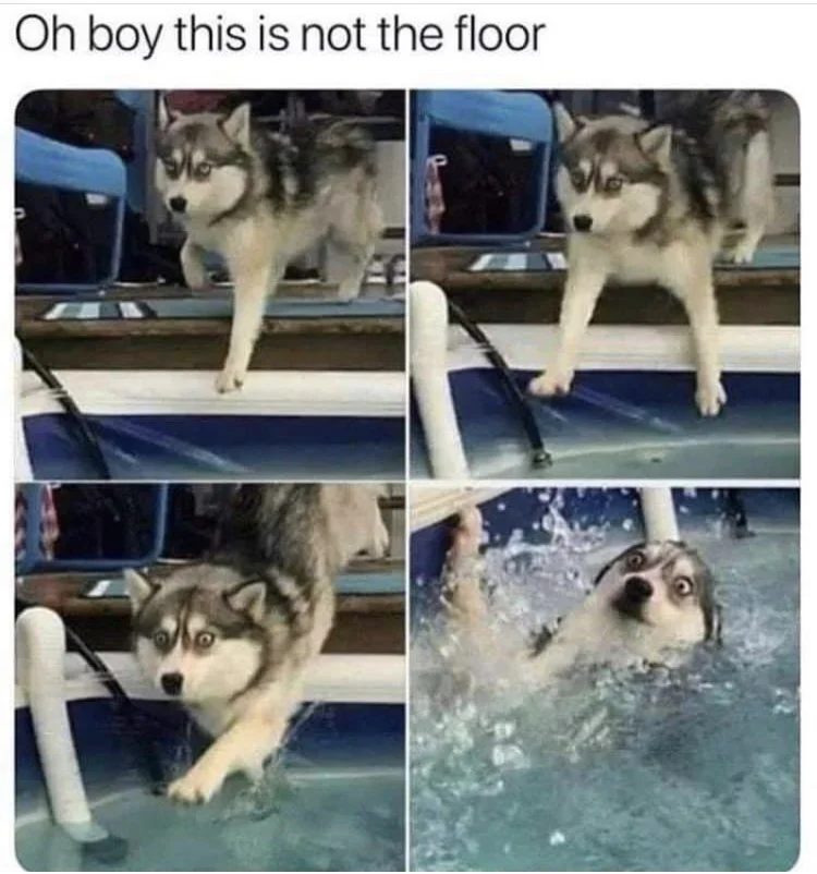 The dog is so surprised! Look at his eyes!!