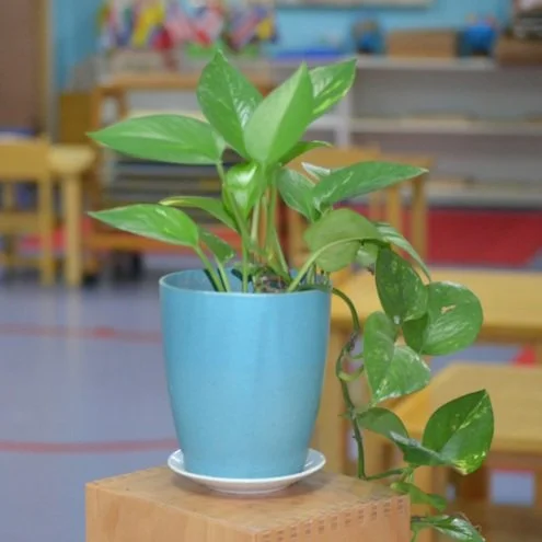 What is a Montessori environment?