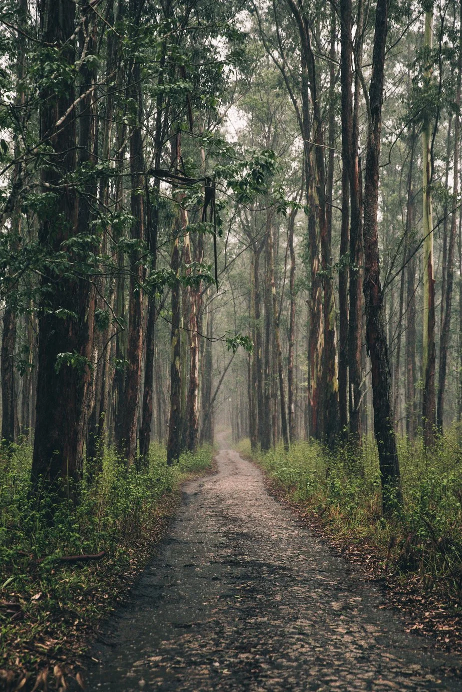 long-forest-path_925x.jpg