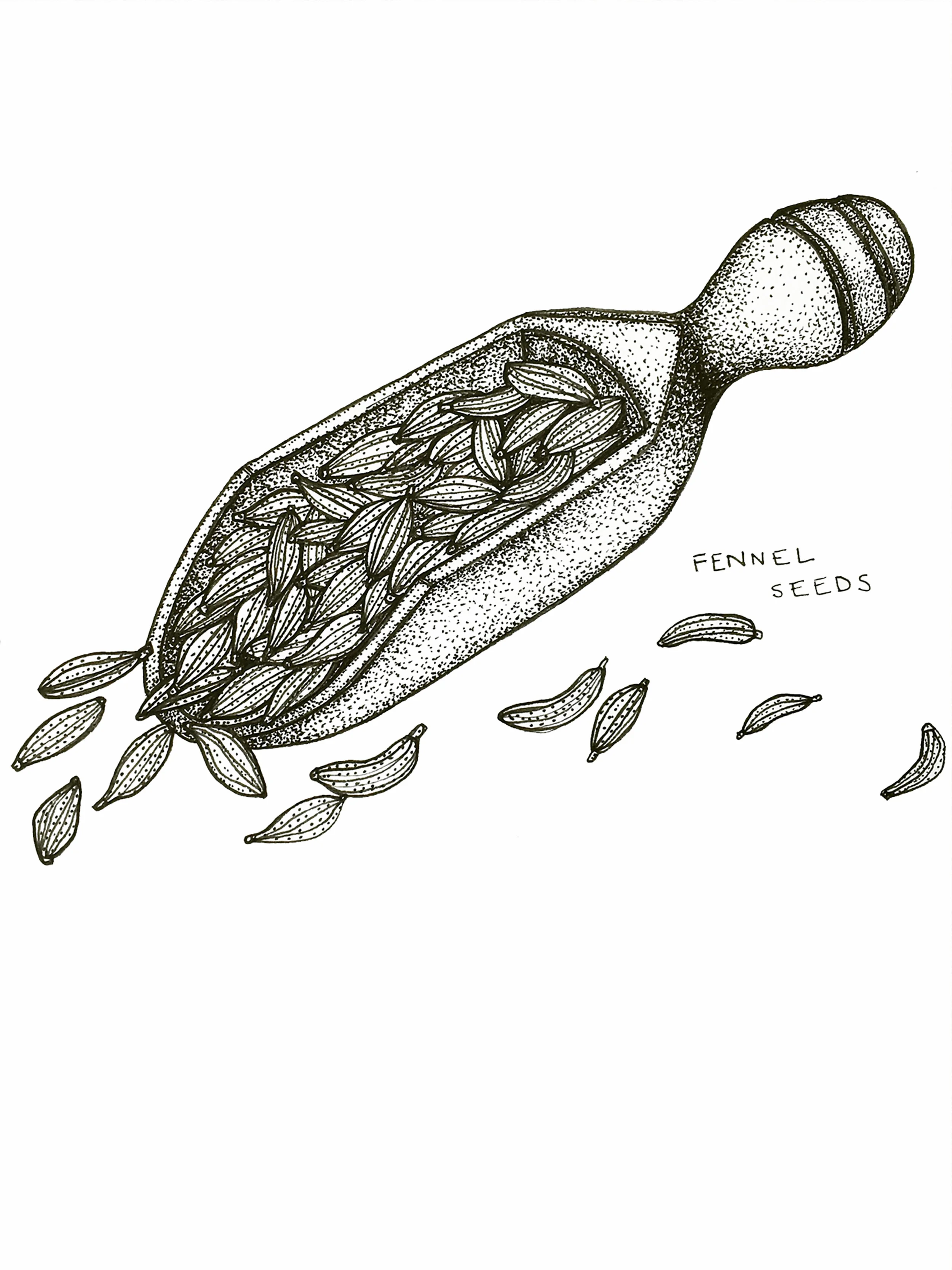 A fennel seed illustration I made for a project I am working on with Lynn.