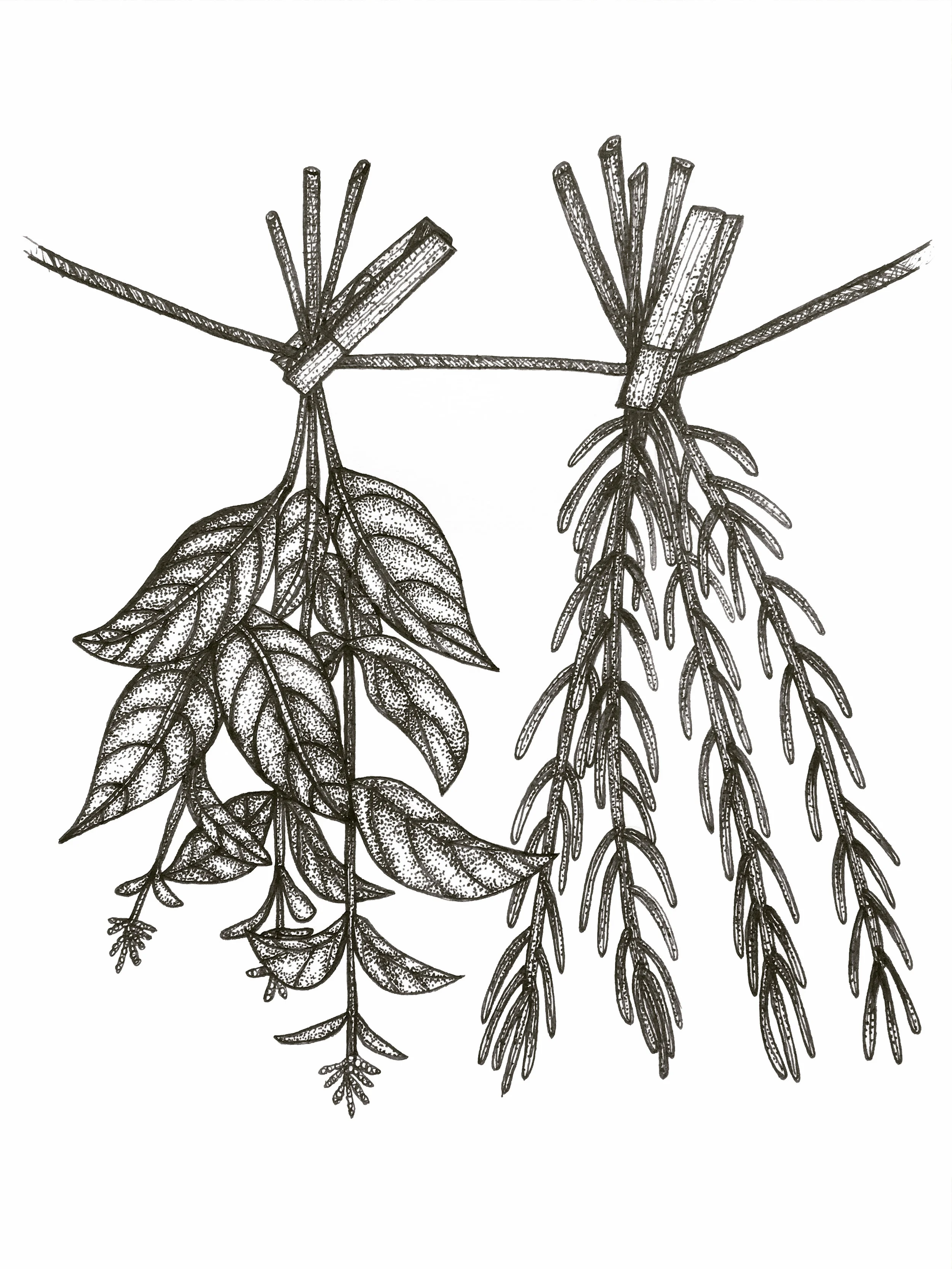 Drying herbs illustration from a project I am working on with Lynn.