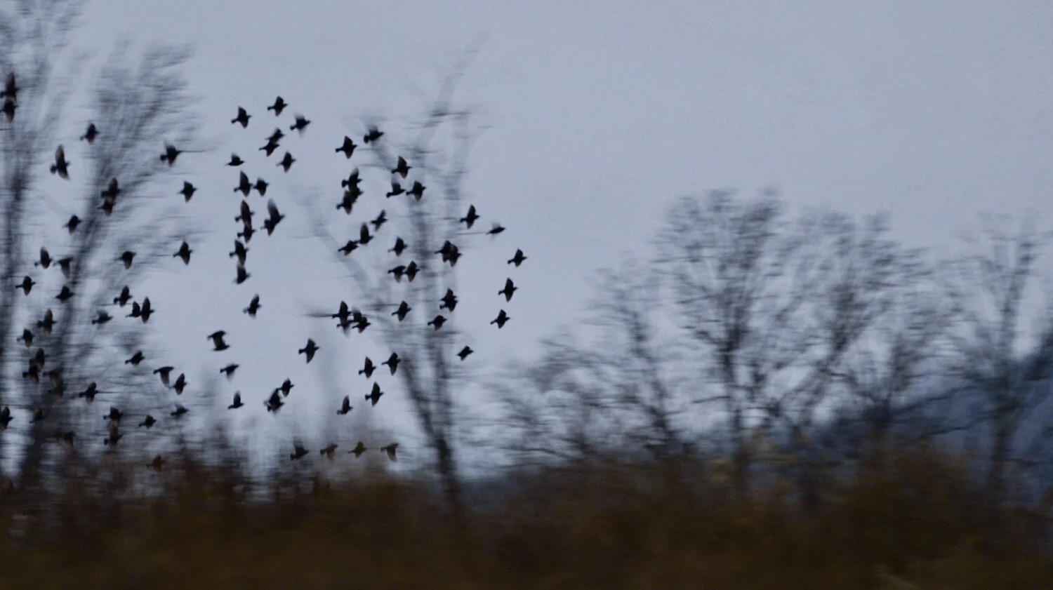 birds-sized.jpg