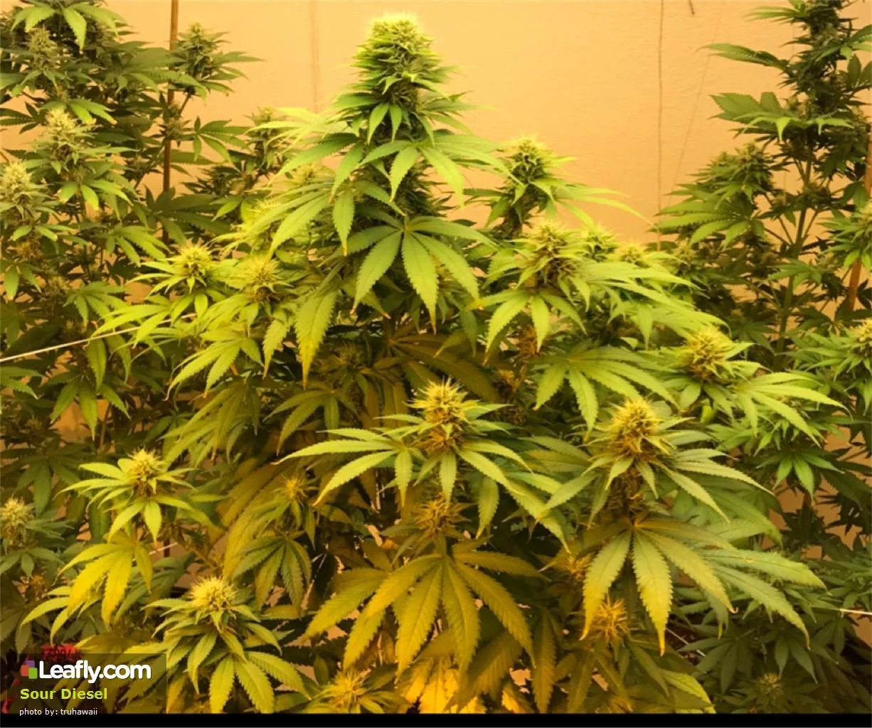 sour-diesel__primary_c3e1.jpg