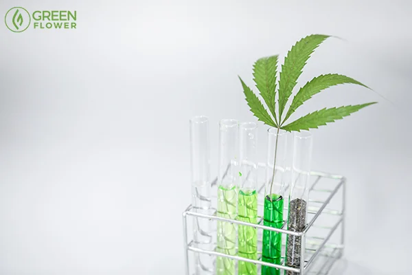 Hemp research and development gets a green light in the U.S.