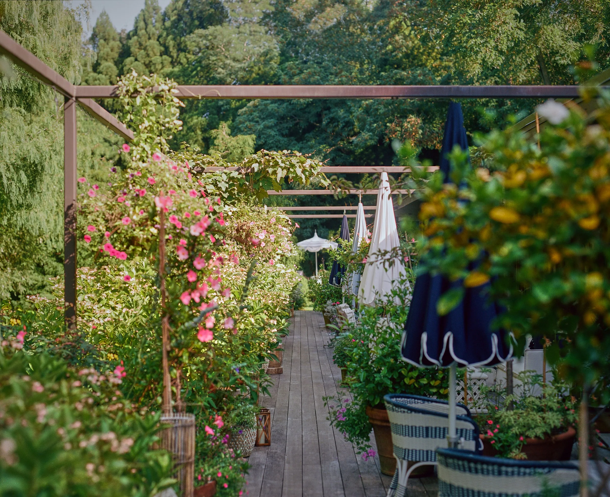 Floral walkway with pergola and hanging umbrellas