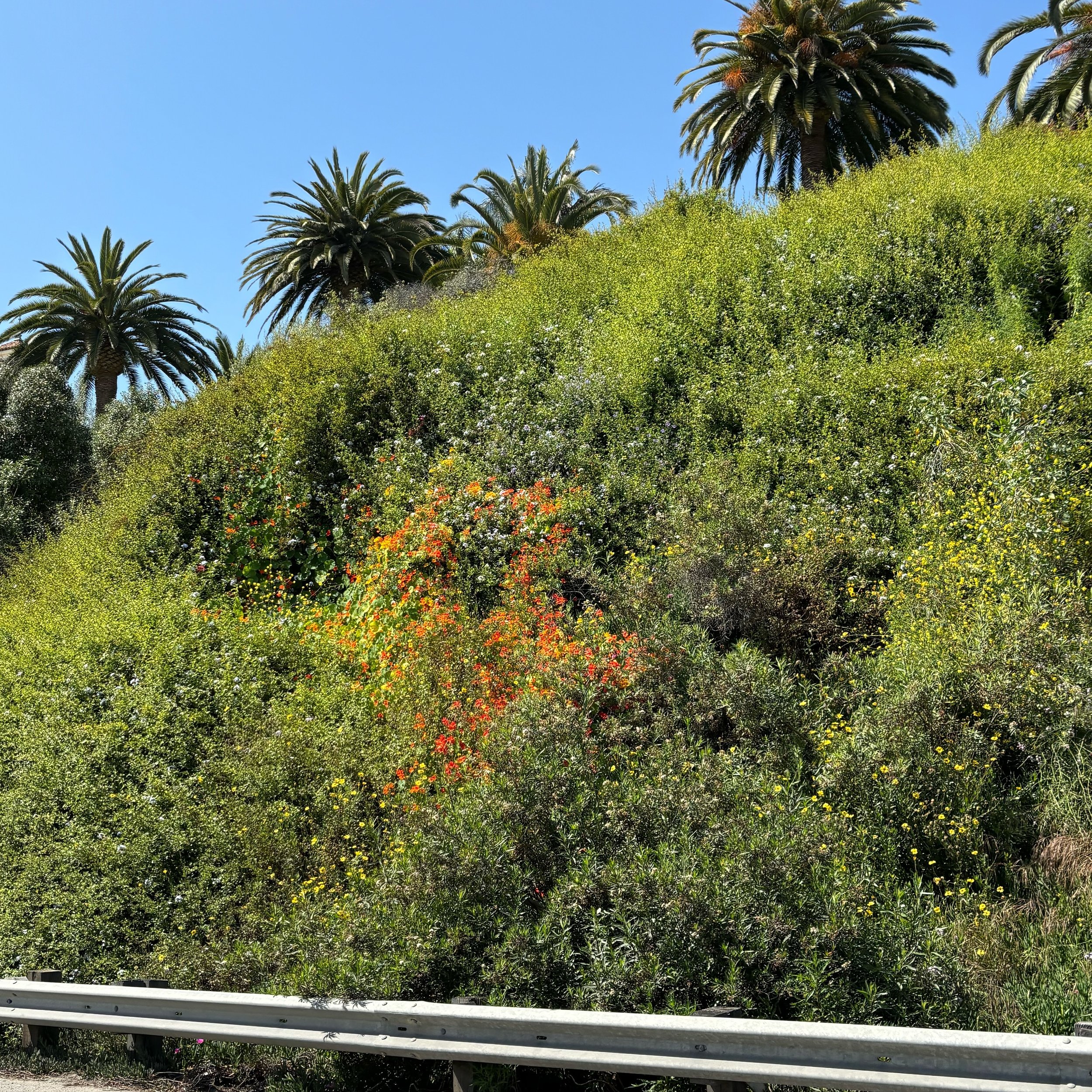 Nothing like the California bloom and a drive down the pch 💛