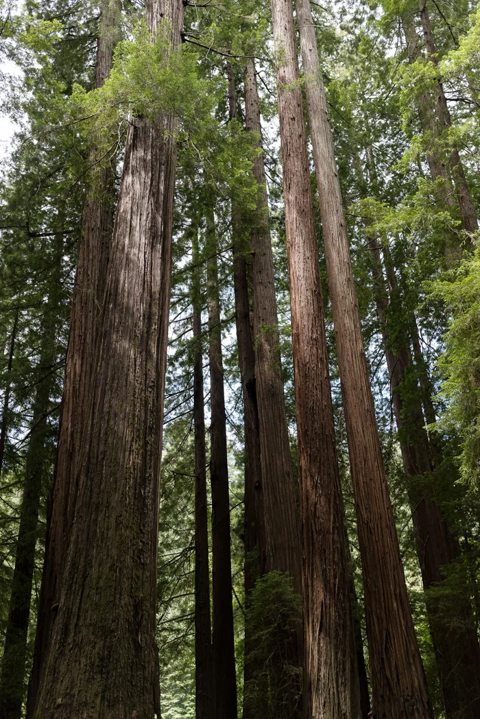 California Redwood Adventure (6 of 58).jpg