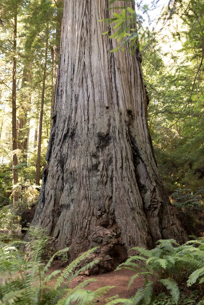 California Redwood Adventure (11 of 58).jpg