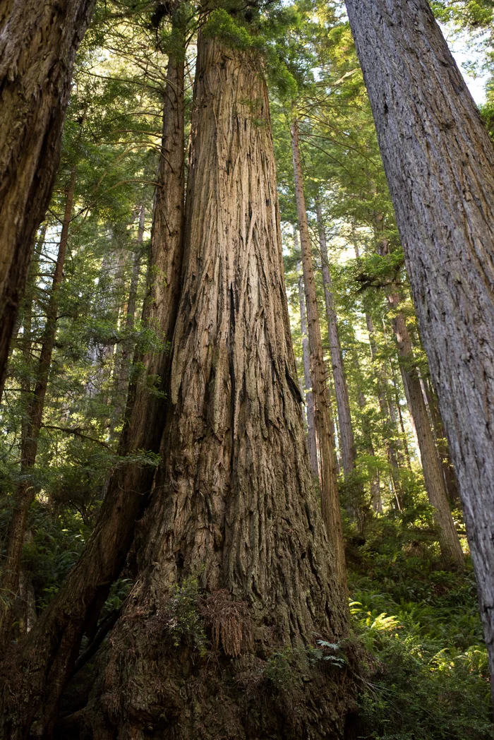 California Redwood Adventure (19 of 58).jpg