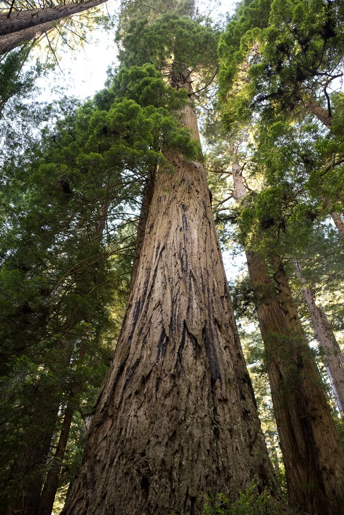 California Redwood Adventure (22 of 58).jpg