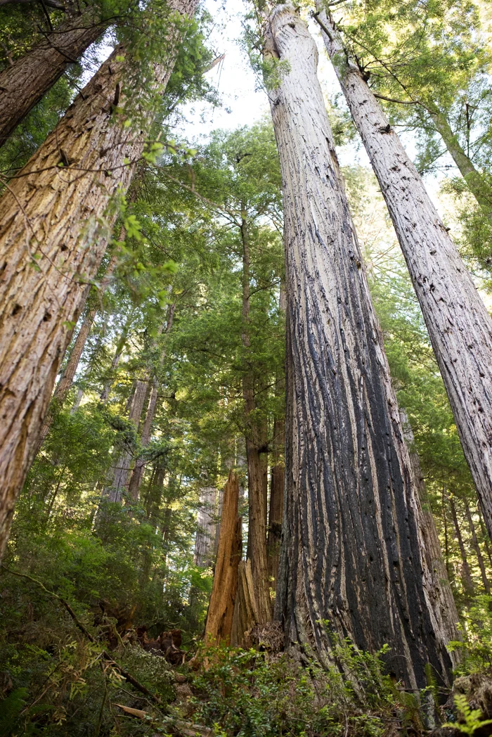 California Redwood Adventure (24 of 58).jpg