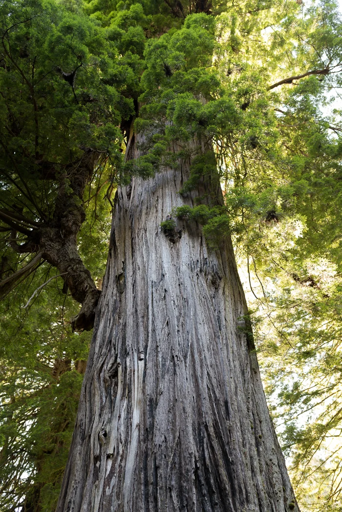 California Redwood Adventure (36 of 58).jpg