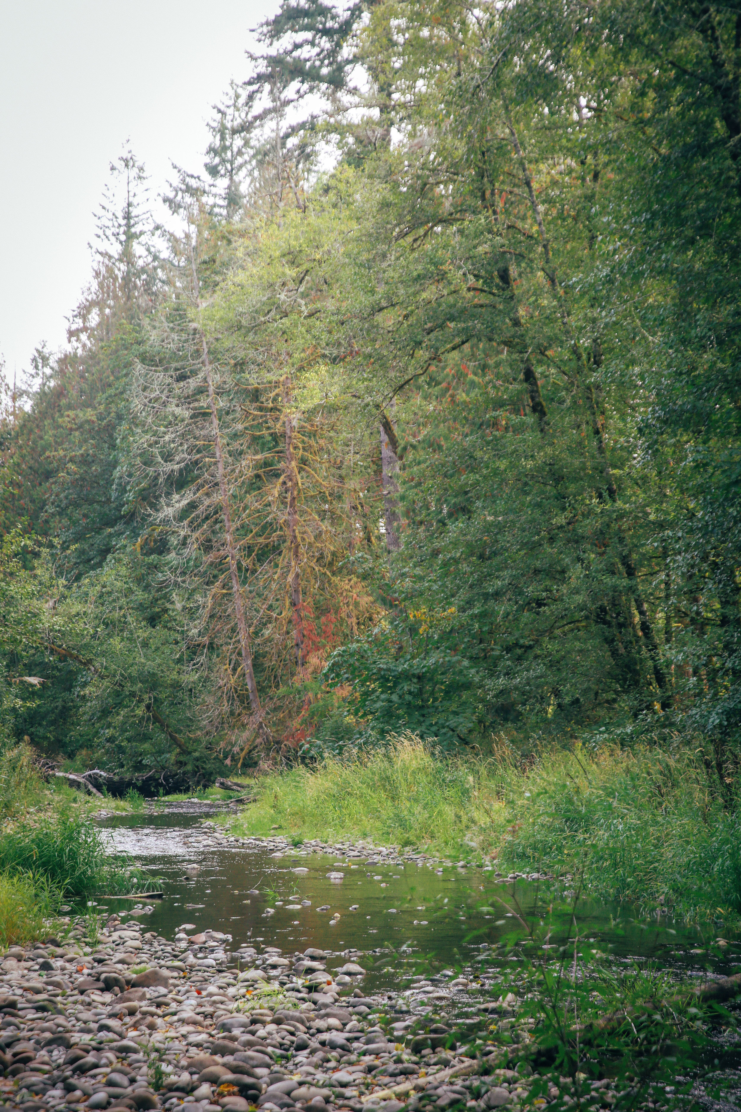 Lacomas Creek