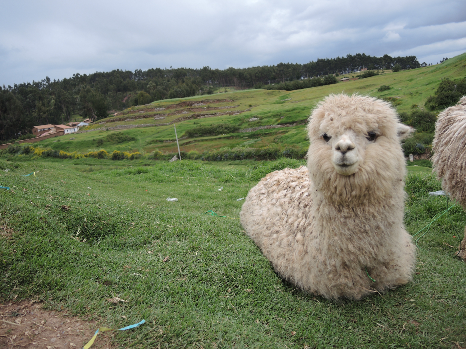 The Peruvian Llama (2014)