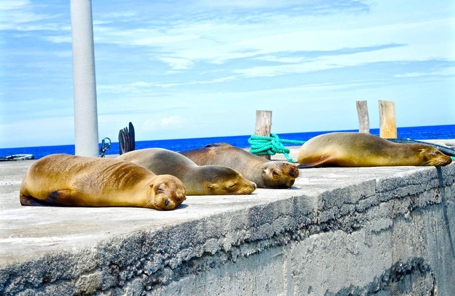 Sunbath (2014)