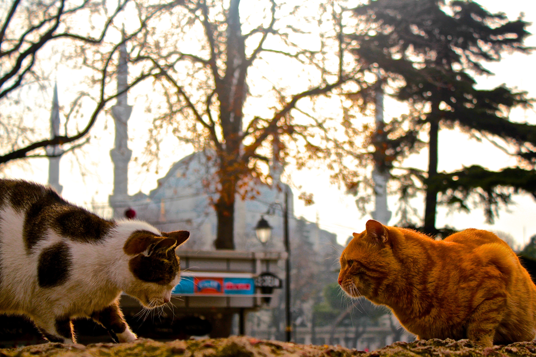 The Big Fight (2015)
