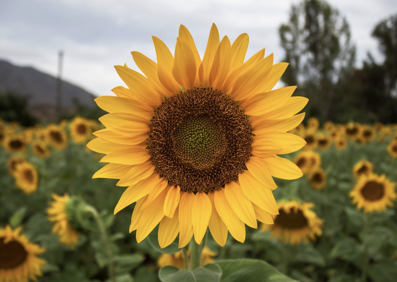 Setembro Amarelo