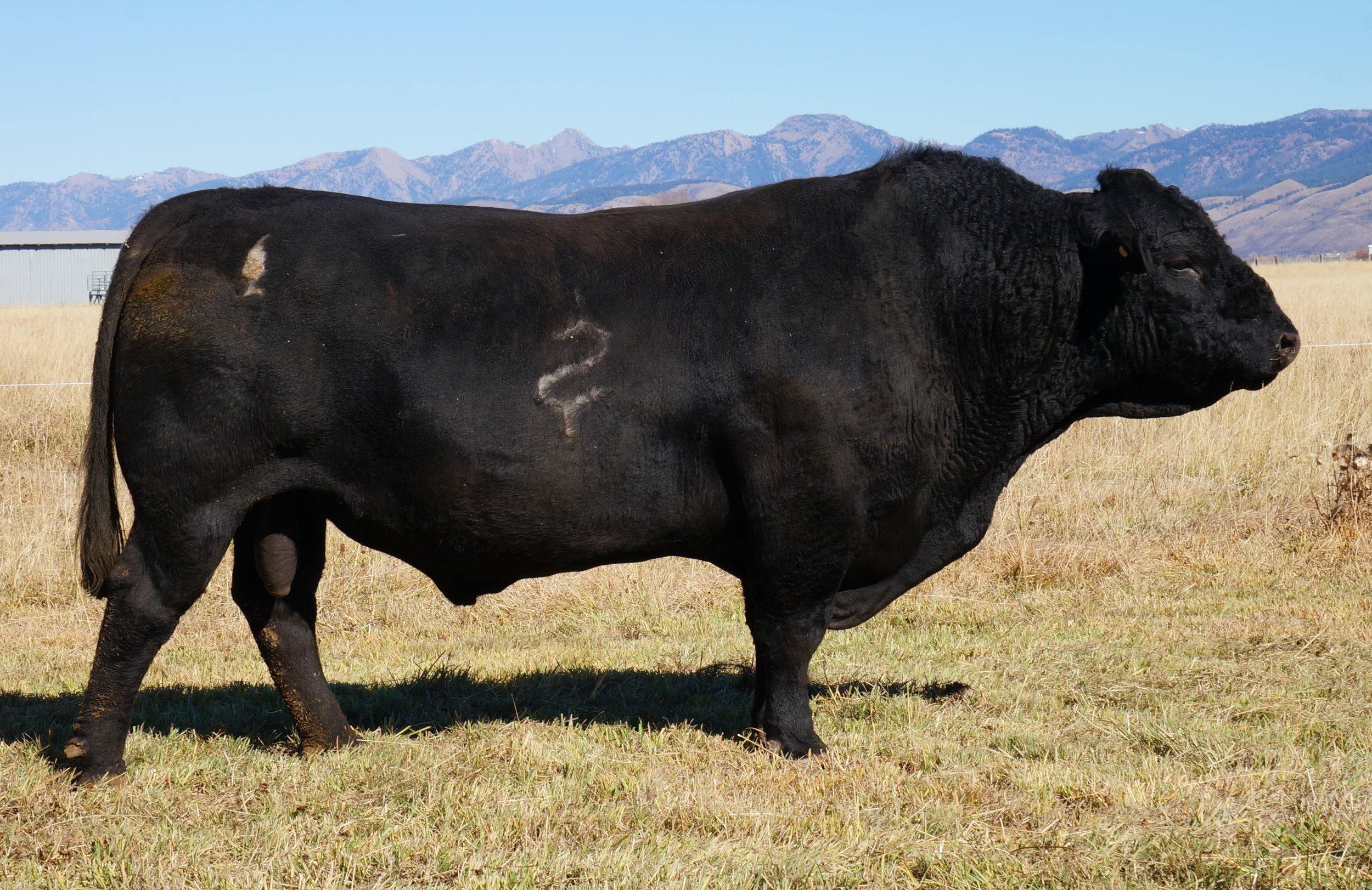 Purebred Salers Herd Bull