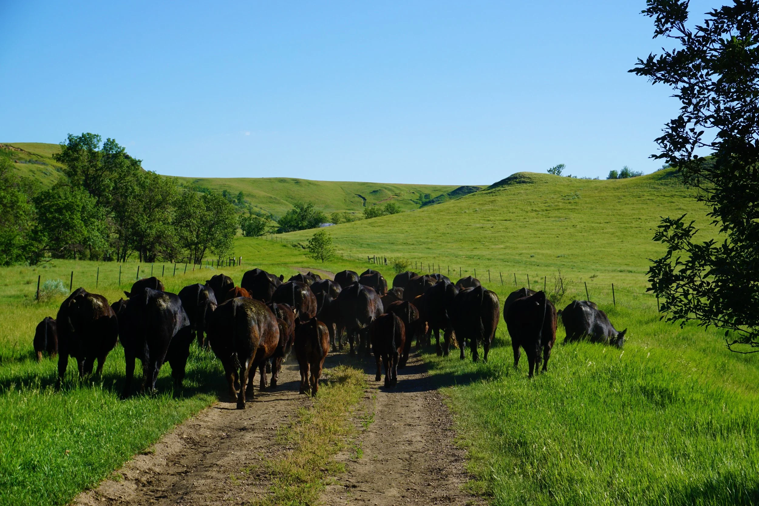 Salers Cattle in North Dakota