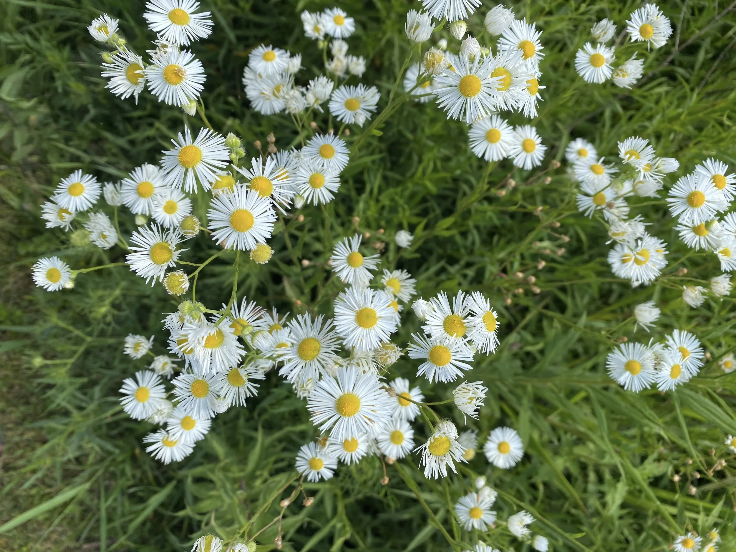 scattering of daisy fleabane flowers with skinny white petals and bright yellow centers against green grass