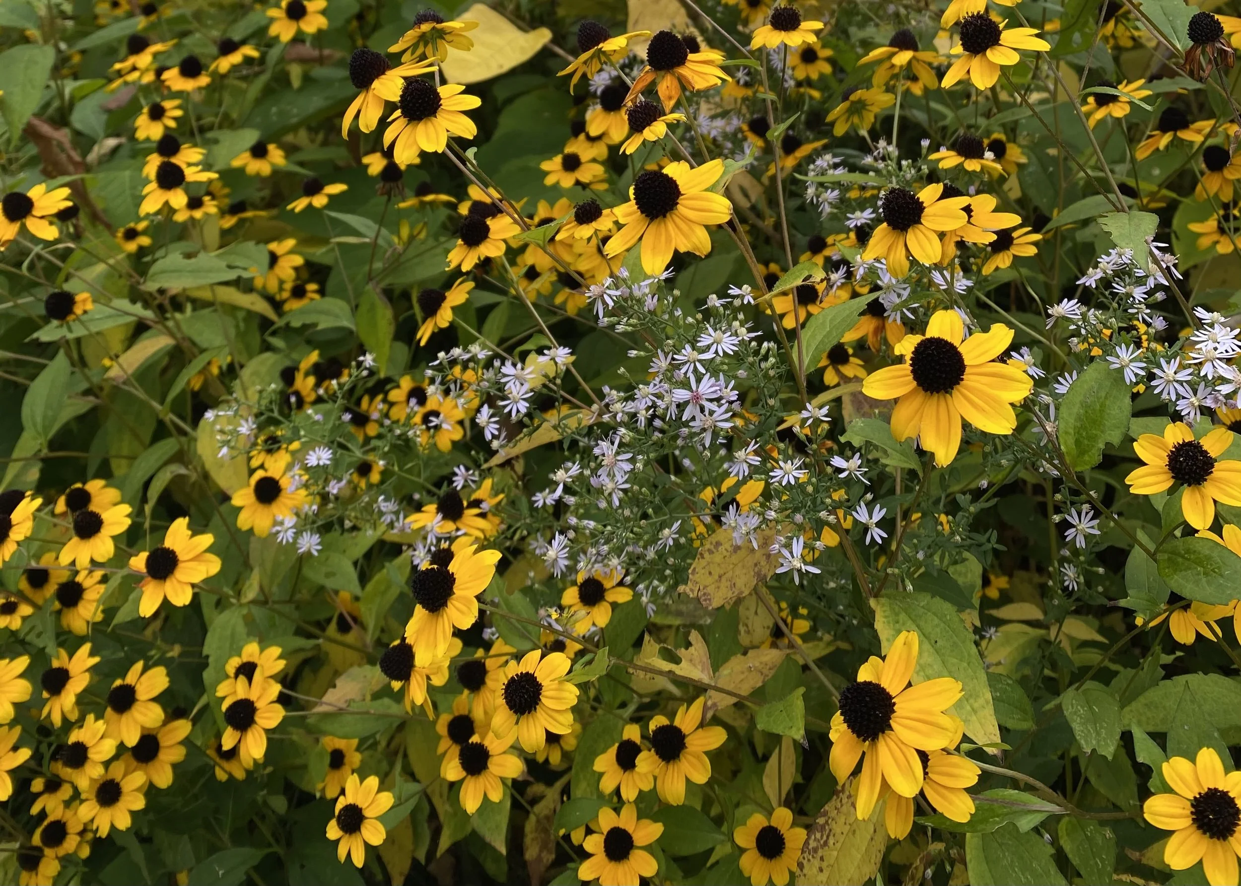 a scattering of coneflowers with sunny yellow petals and dark brown centers and small lilac-colored wildflowers