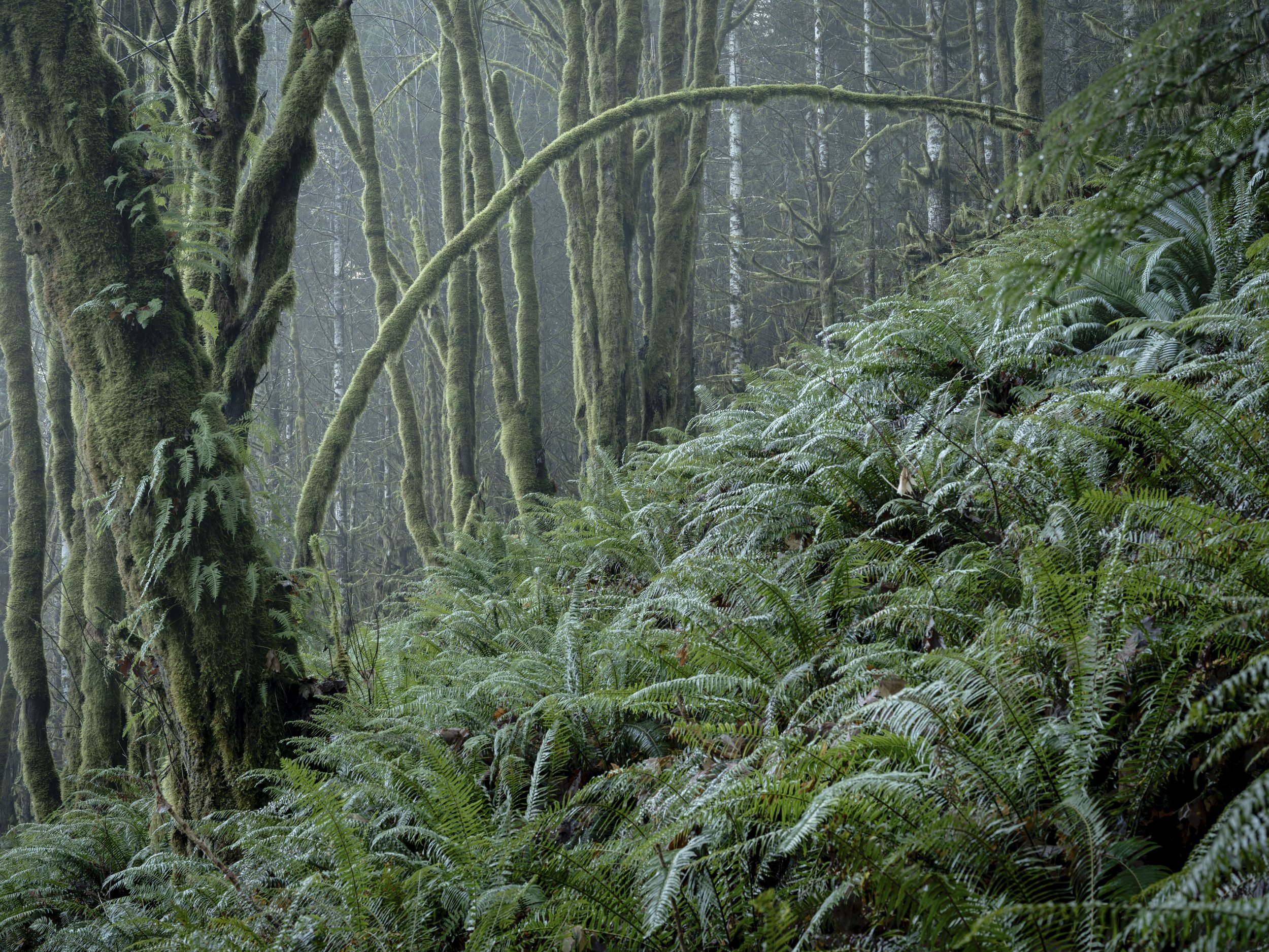 PNW SS-6.jpg