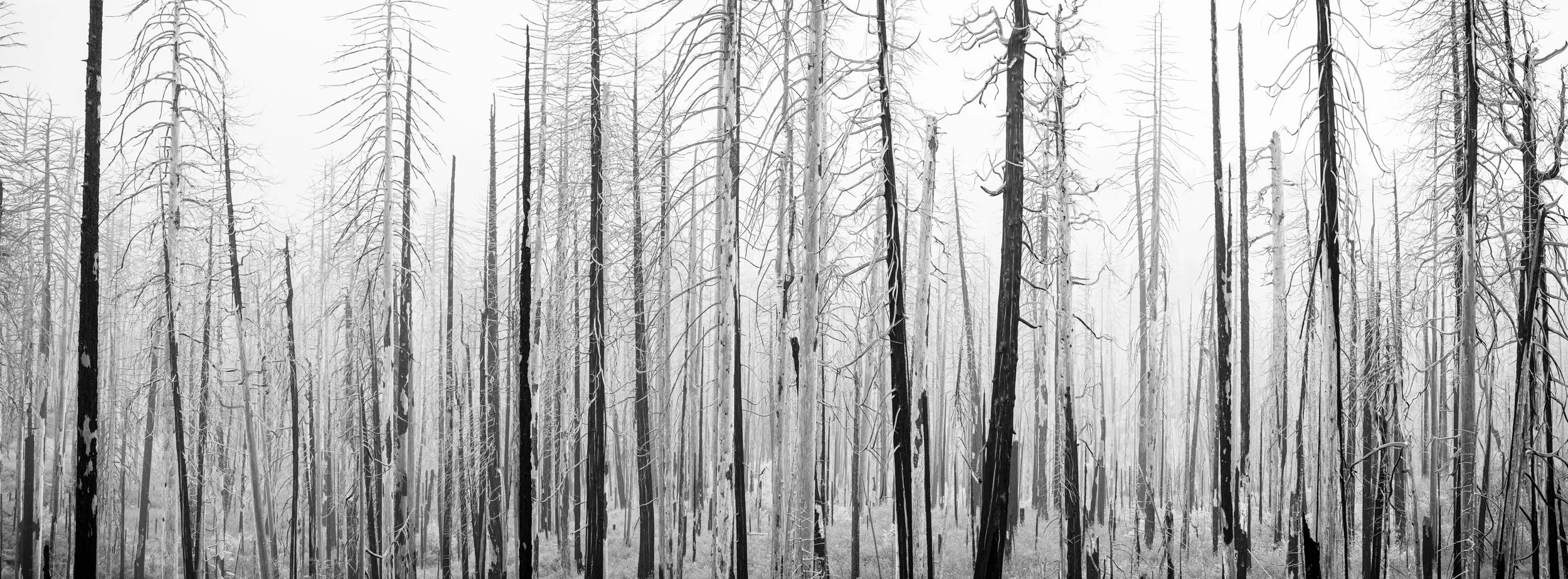 Yosemite-5.jpg
