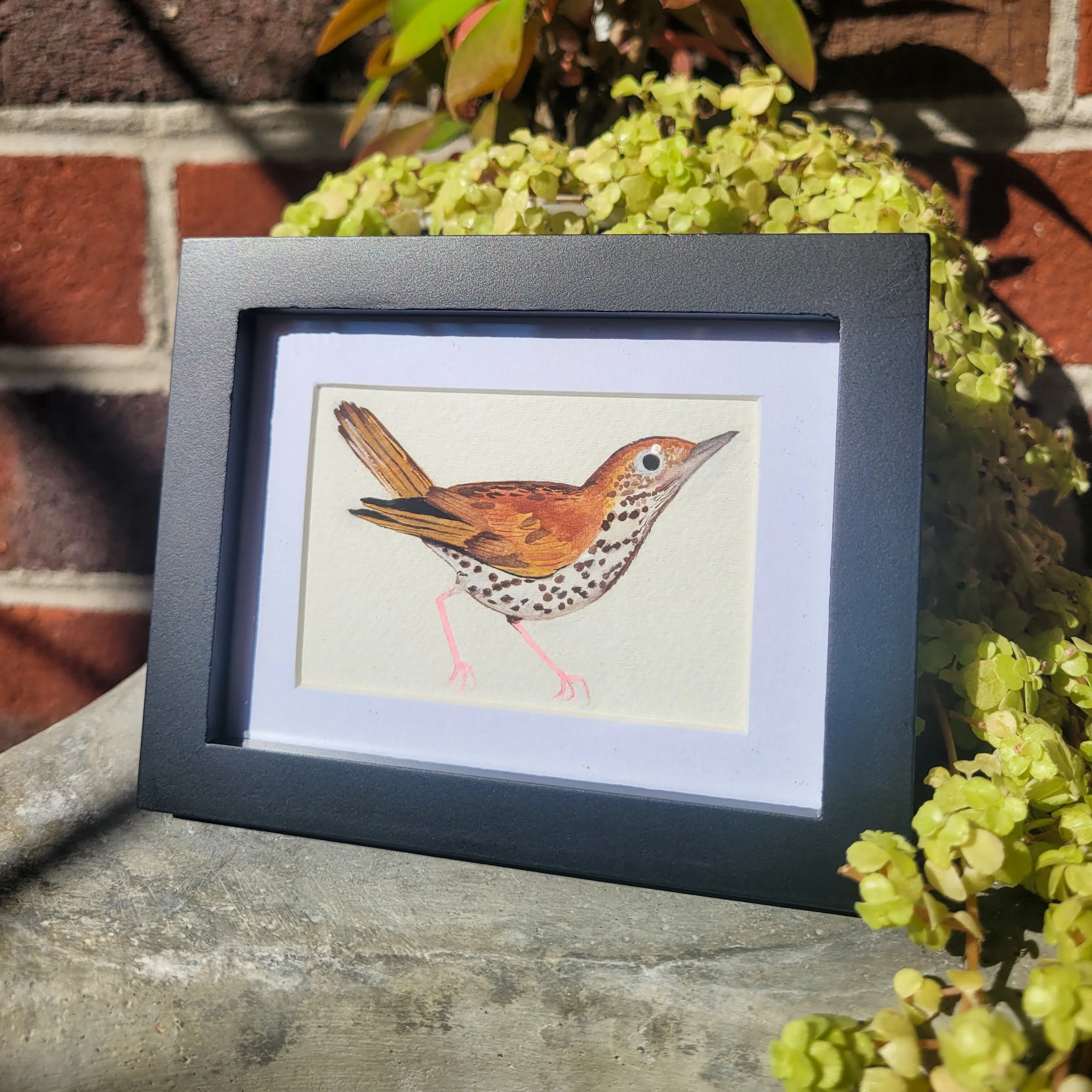 A framed watercolor painting of a small bird with brown and black spotted chest, brown wings, and pink legs, placed outdoors on a concrete surface with green plants and a brick wall in the background.