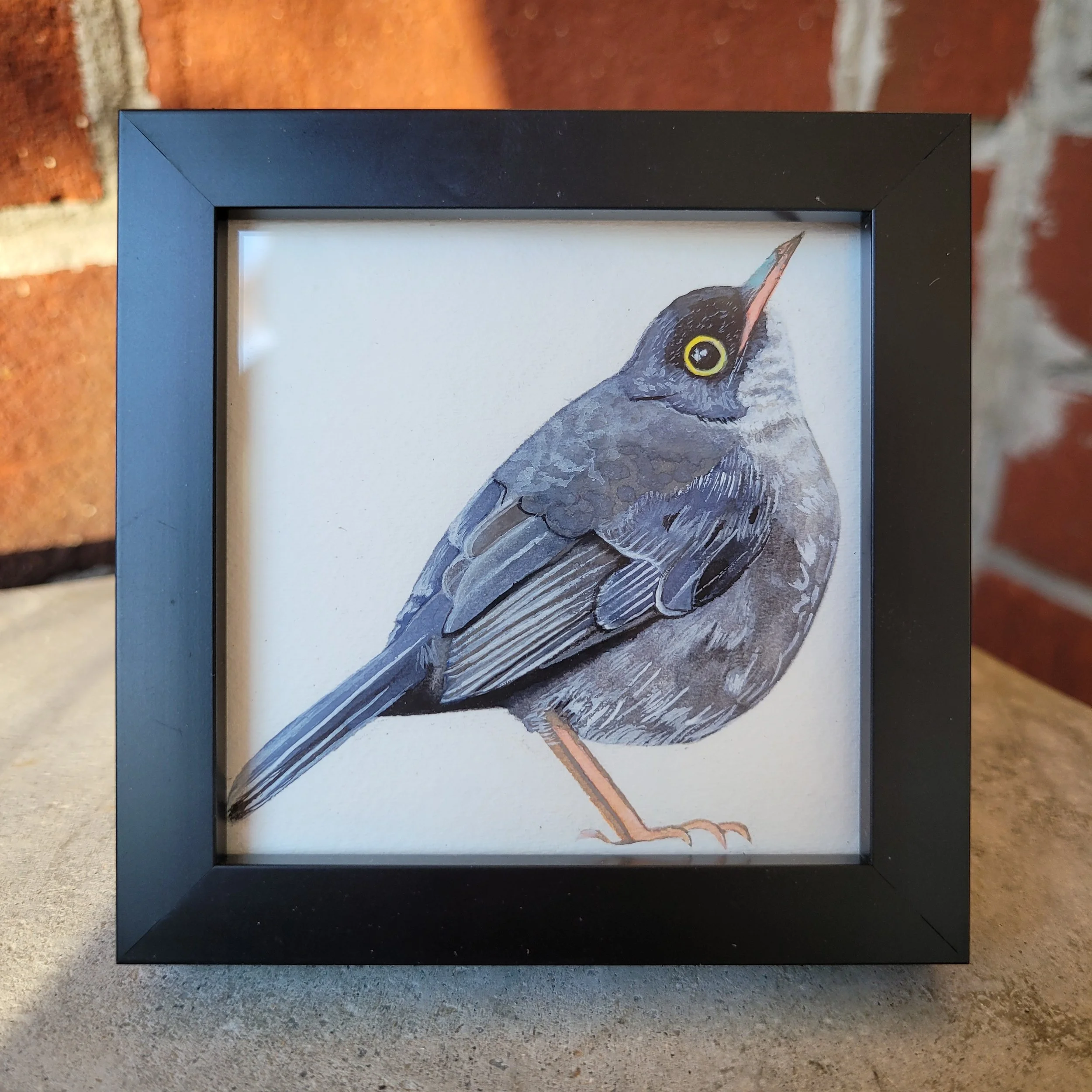 Slaty-backed Nightingale Thrush