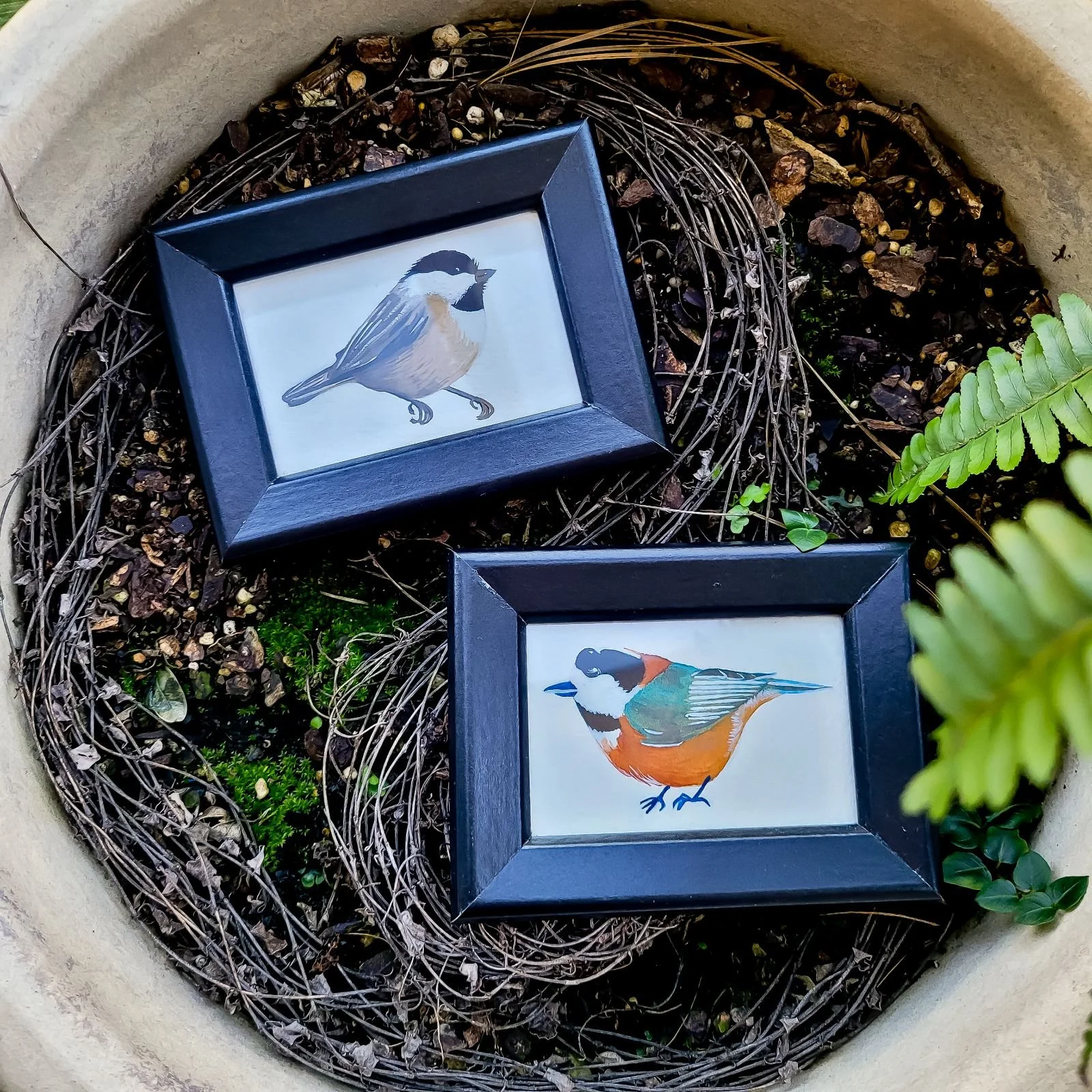 Two black-framed pictures of birds placed inside a nest made of twigs and surrounded by greenery in a stone container.
