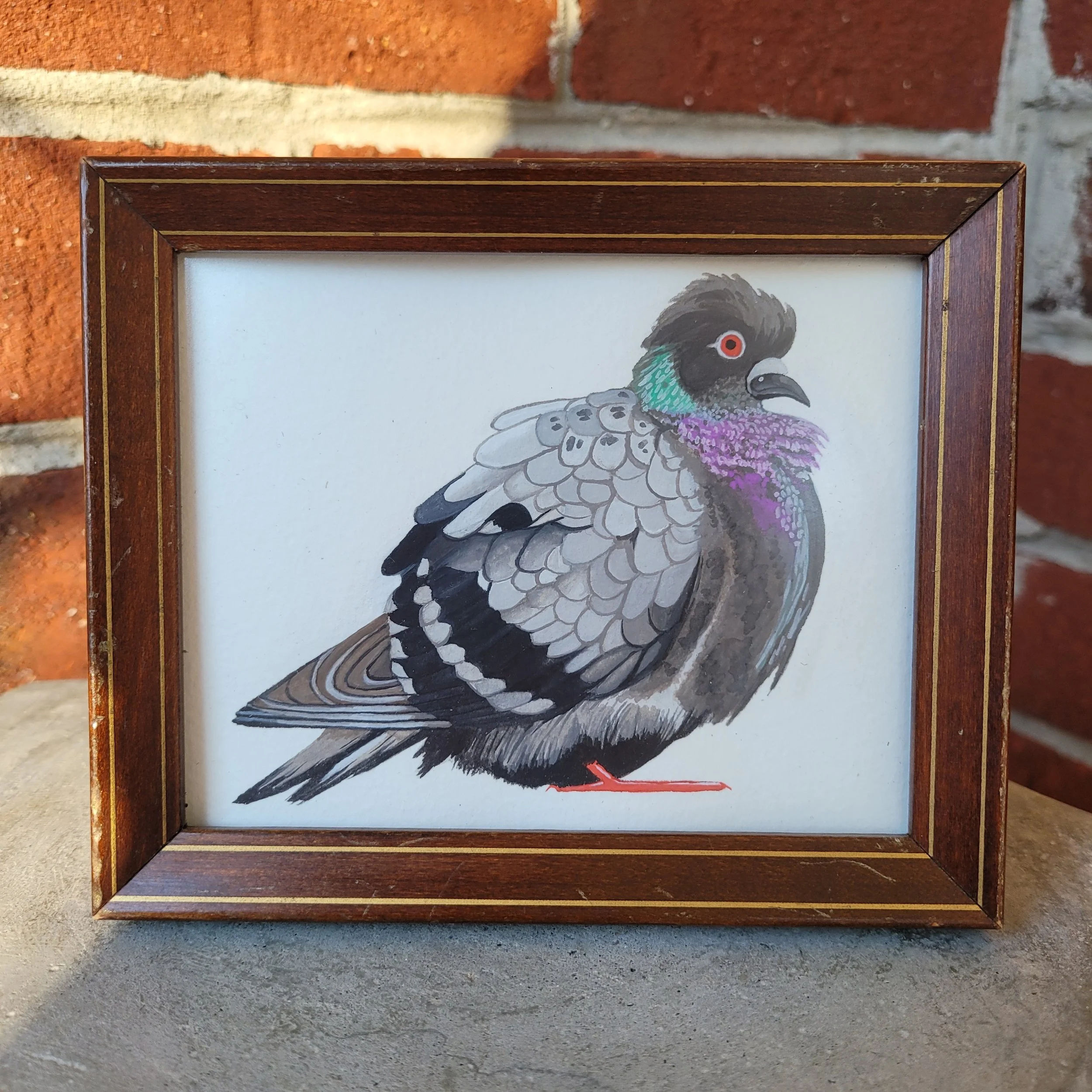Rock Pigeon