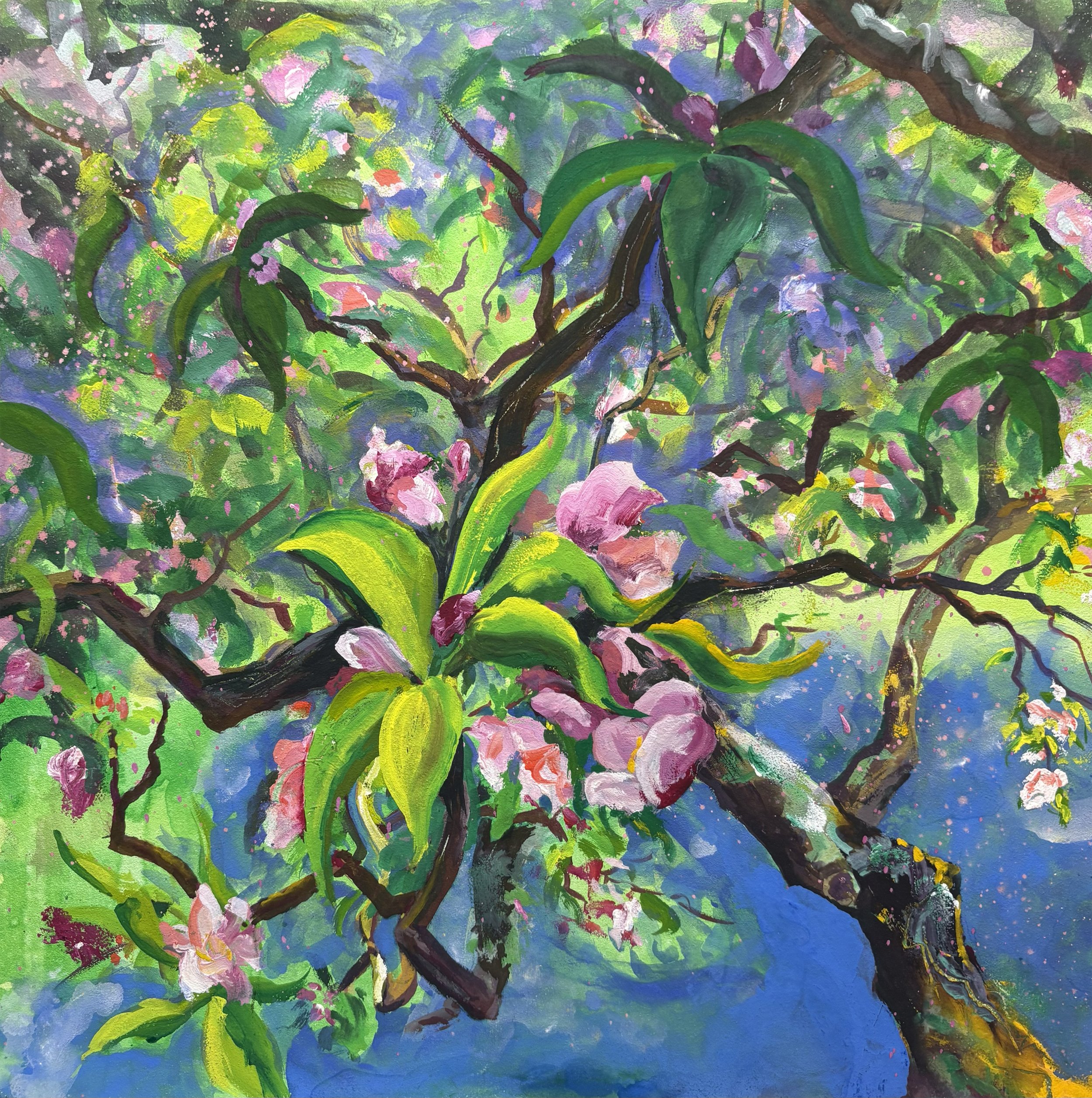 Apple Blossoms at Tresco Gardens. 12" x 12". Sold.