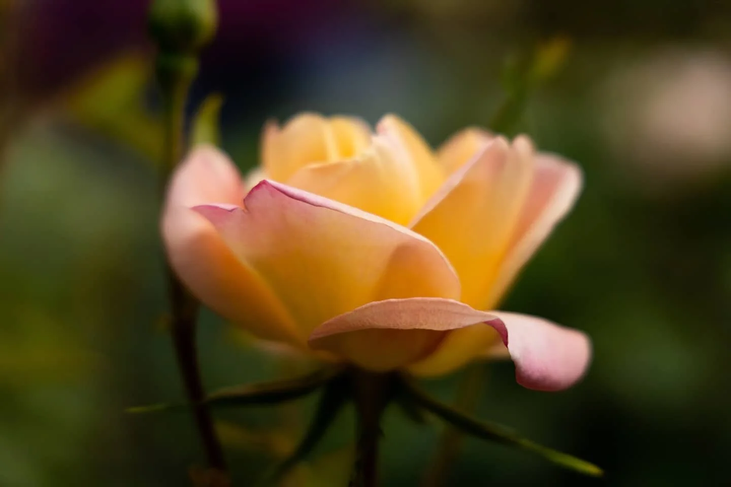 The flowers at the Rose Test Garden weren't quite in bloom yet last weekend, but they had a few over achievers! 

📍 International Rose Test Garden, Portland, Oregon
.
.
.
#flowers #roses #rosegarden #photography #flowerphotography #landscapephotogra