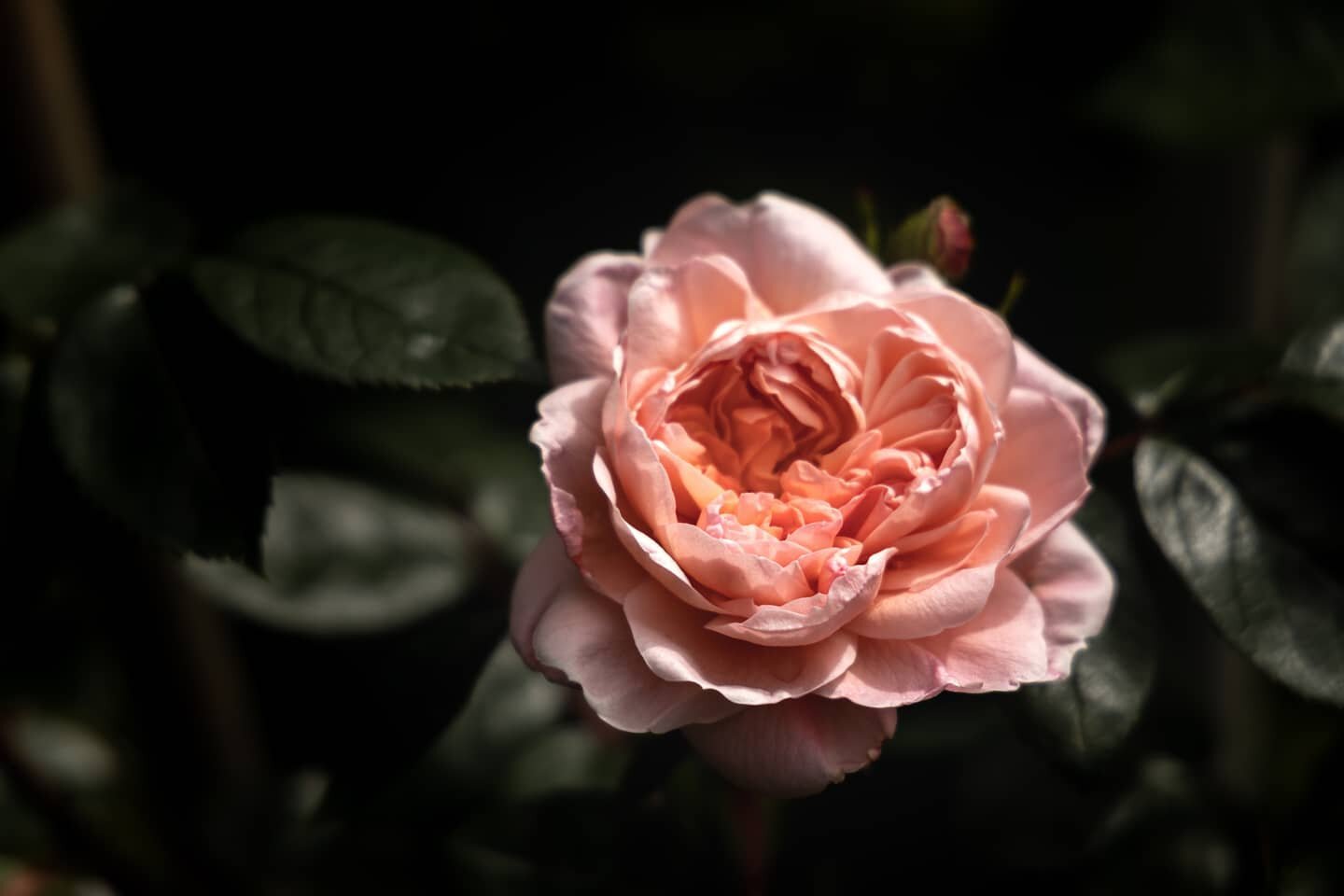 I think I need to head back to the Rose Test Garden to see it in full bloom 🌹(if this heat didn't roast all the flowers anyways 😬) 

📍 International Rose Test Garden, Portland, Oregon

📷 Canon EOS RP
.
.
.
#garden #roses #rosegarden #portland #or