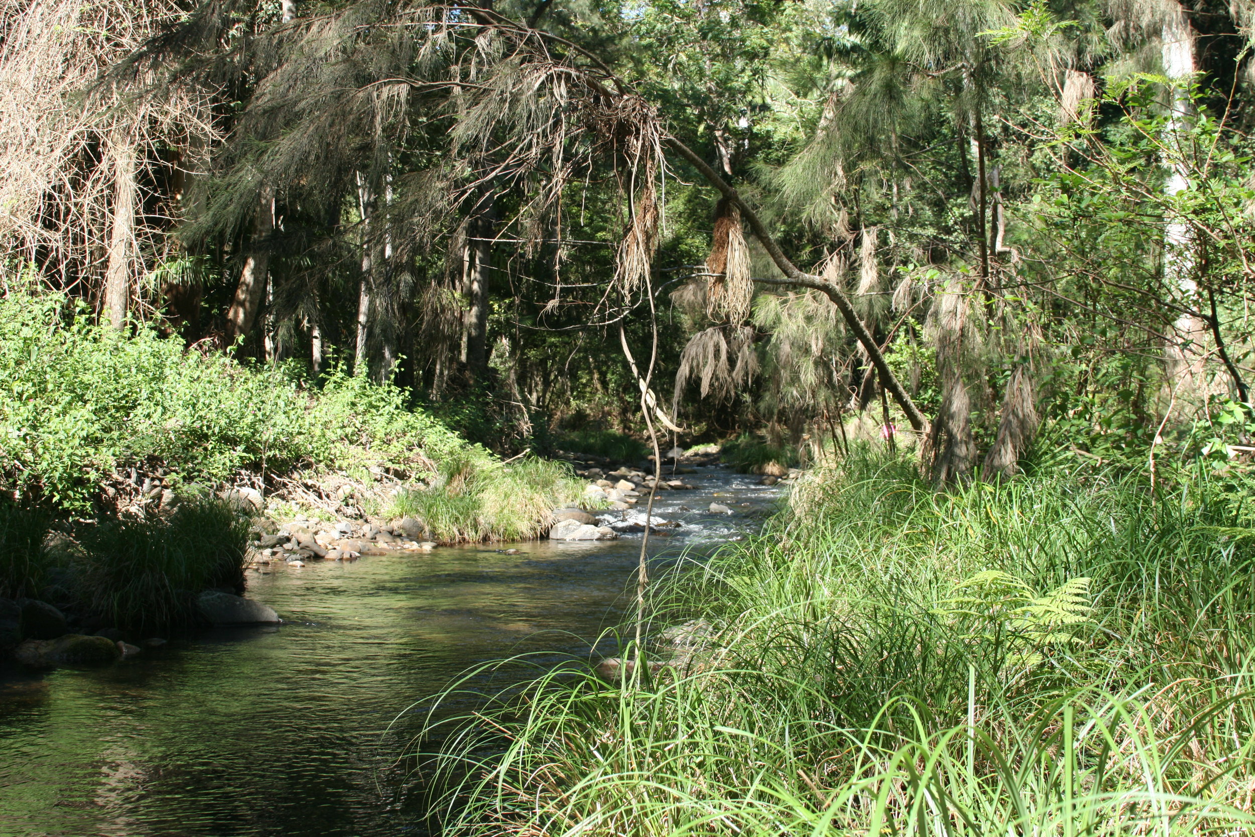 Coomera_River_in_Lamington_National_Park.jpg