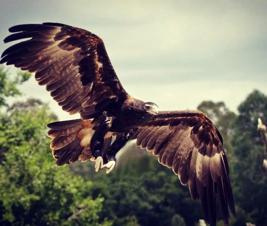 Mibunn / Mibin - The Eagle, the totem of all our people.