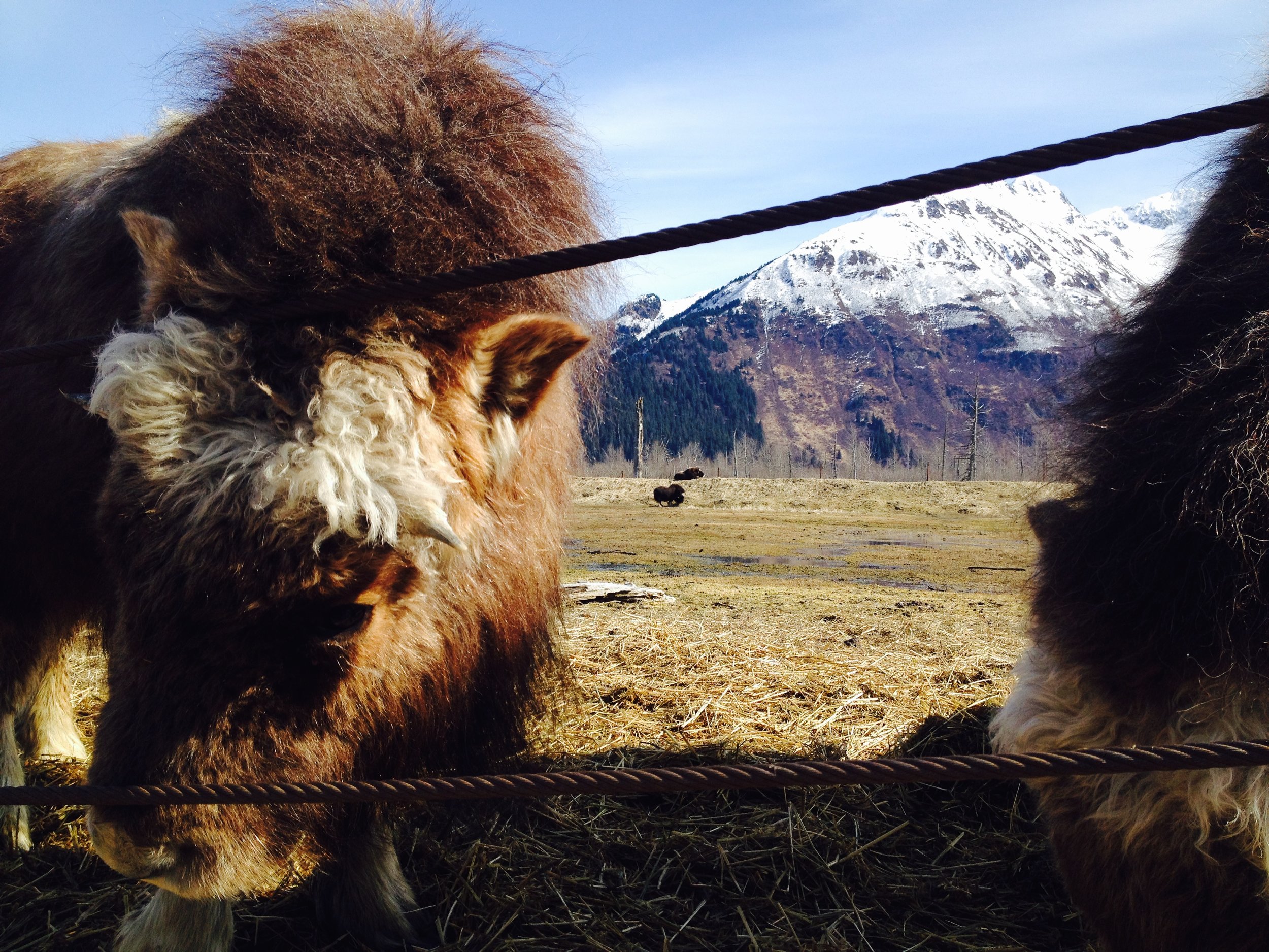 Musk Ox