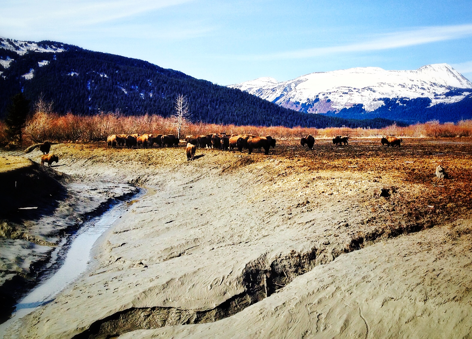 Wood Bison