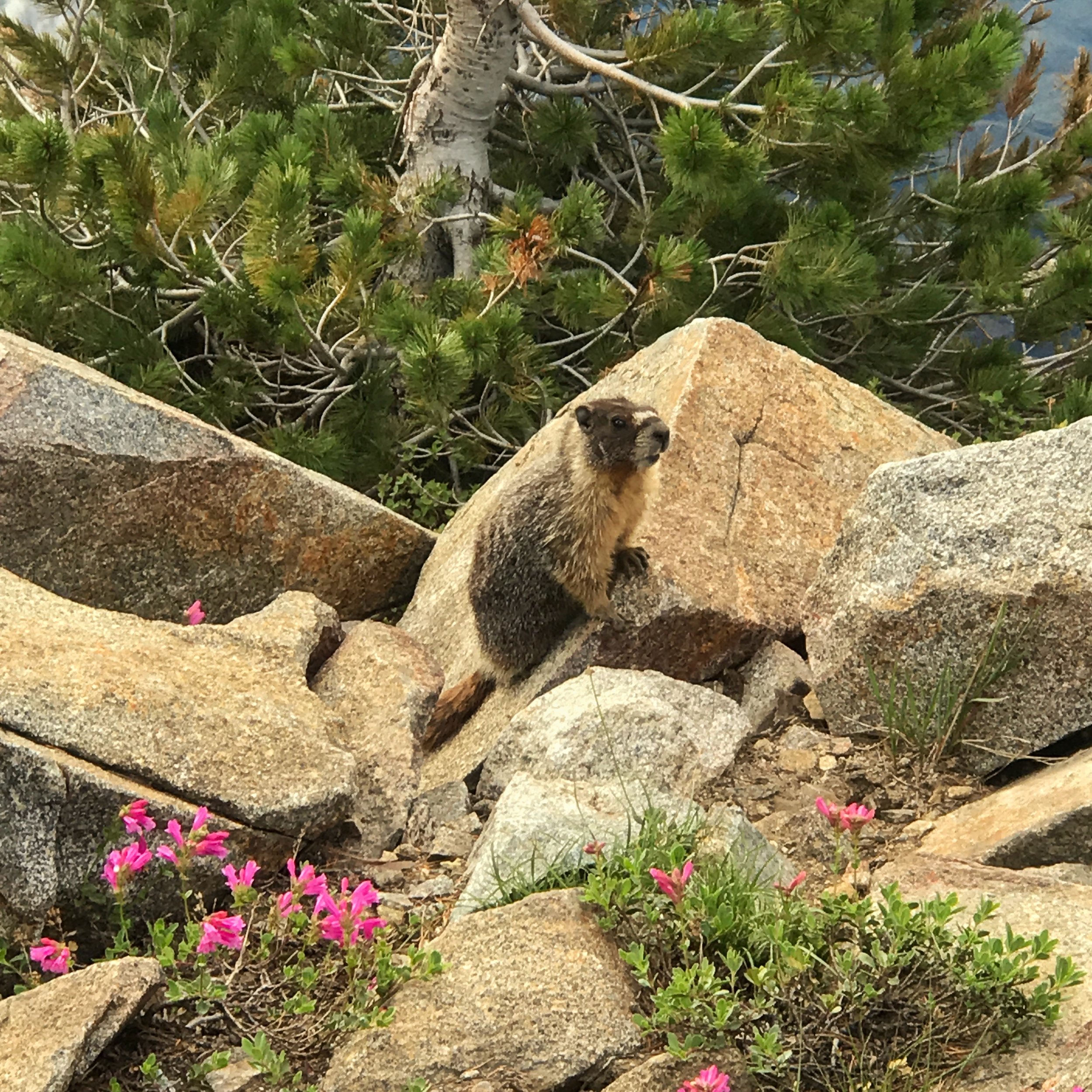 bob, the marmot