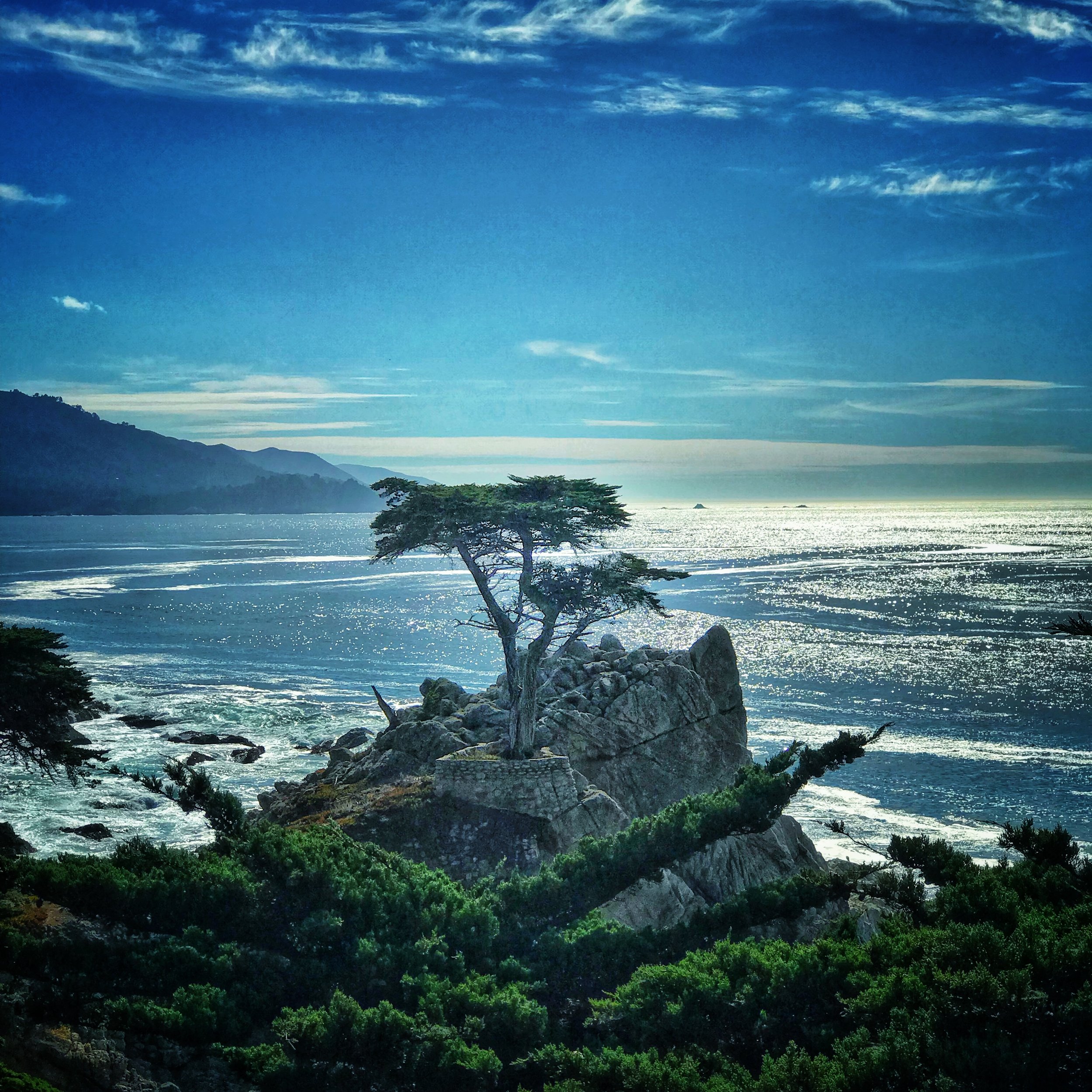 the lone cypress tree