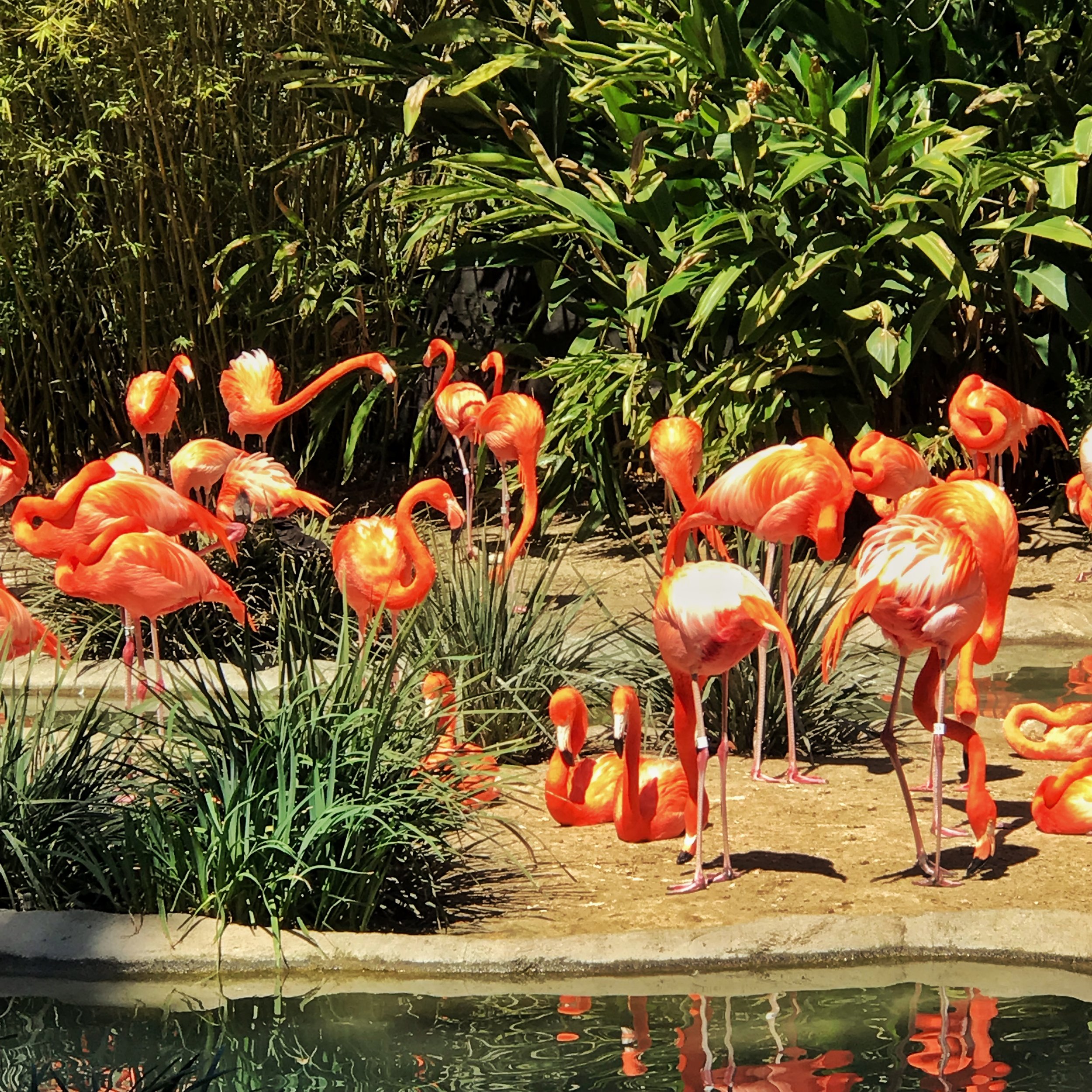 Flamingo Heaven