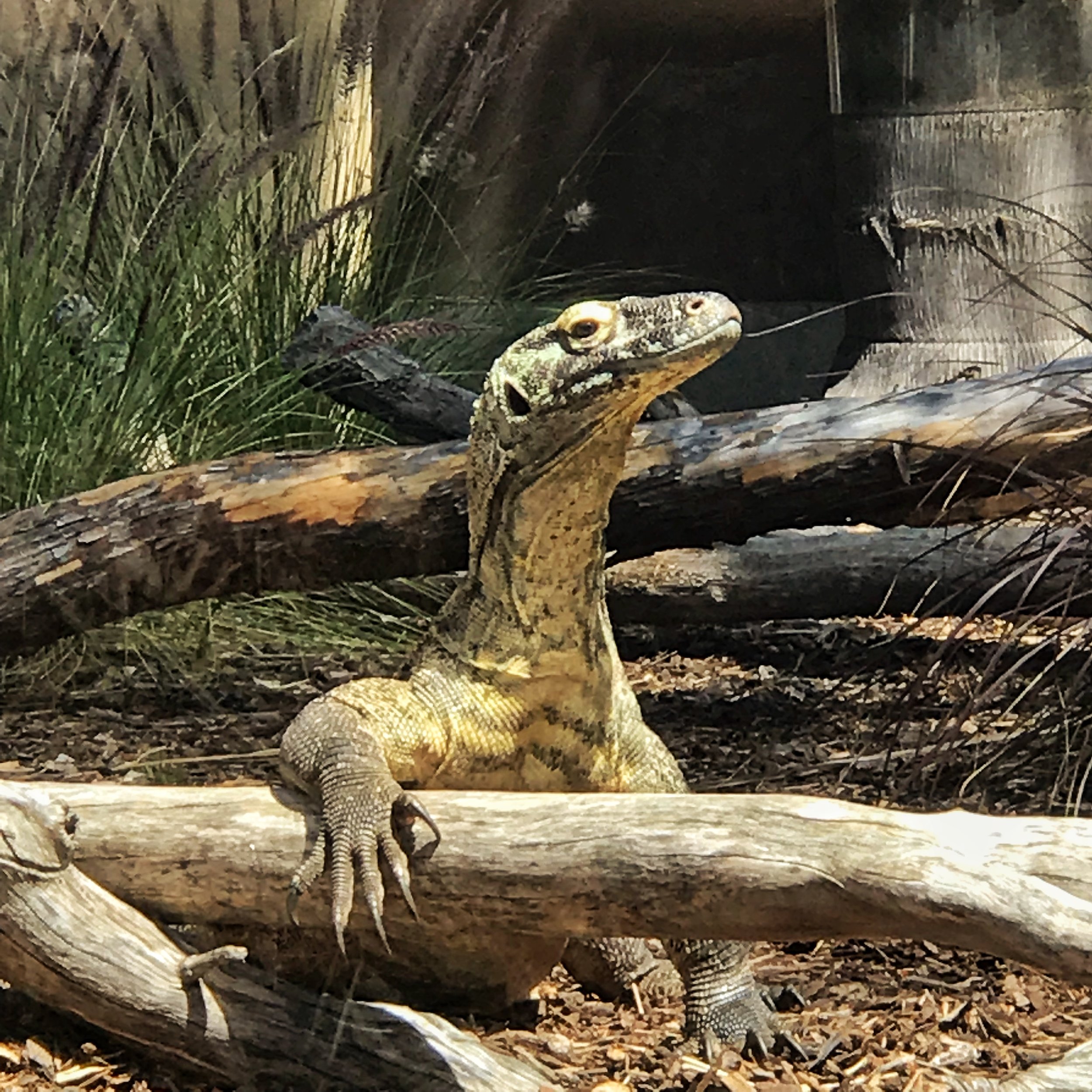 komodo dragon