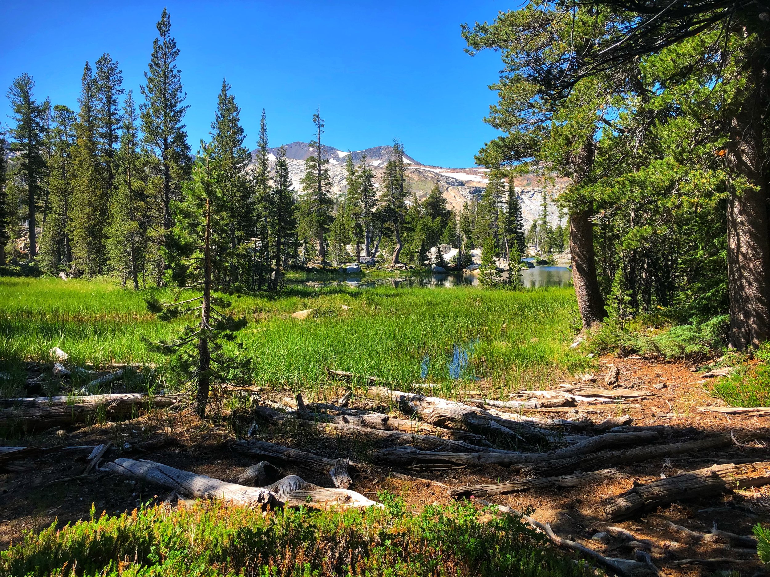 A pristine marshland in the heart of desolation