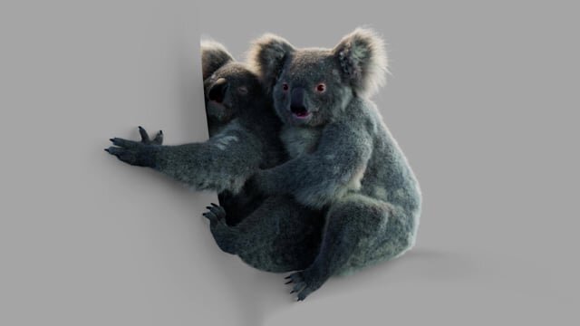 Koala