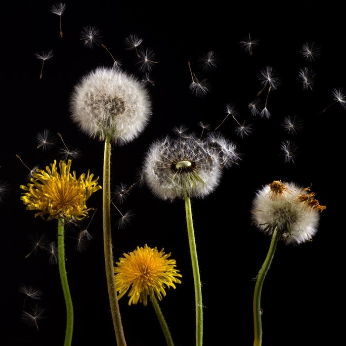 dandelion-macro-common-dandelion-taraxacum.jpg