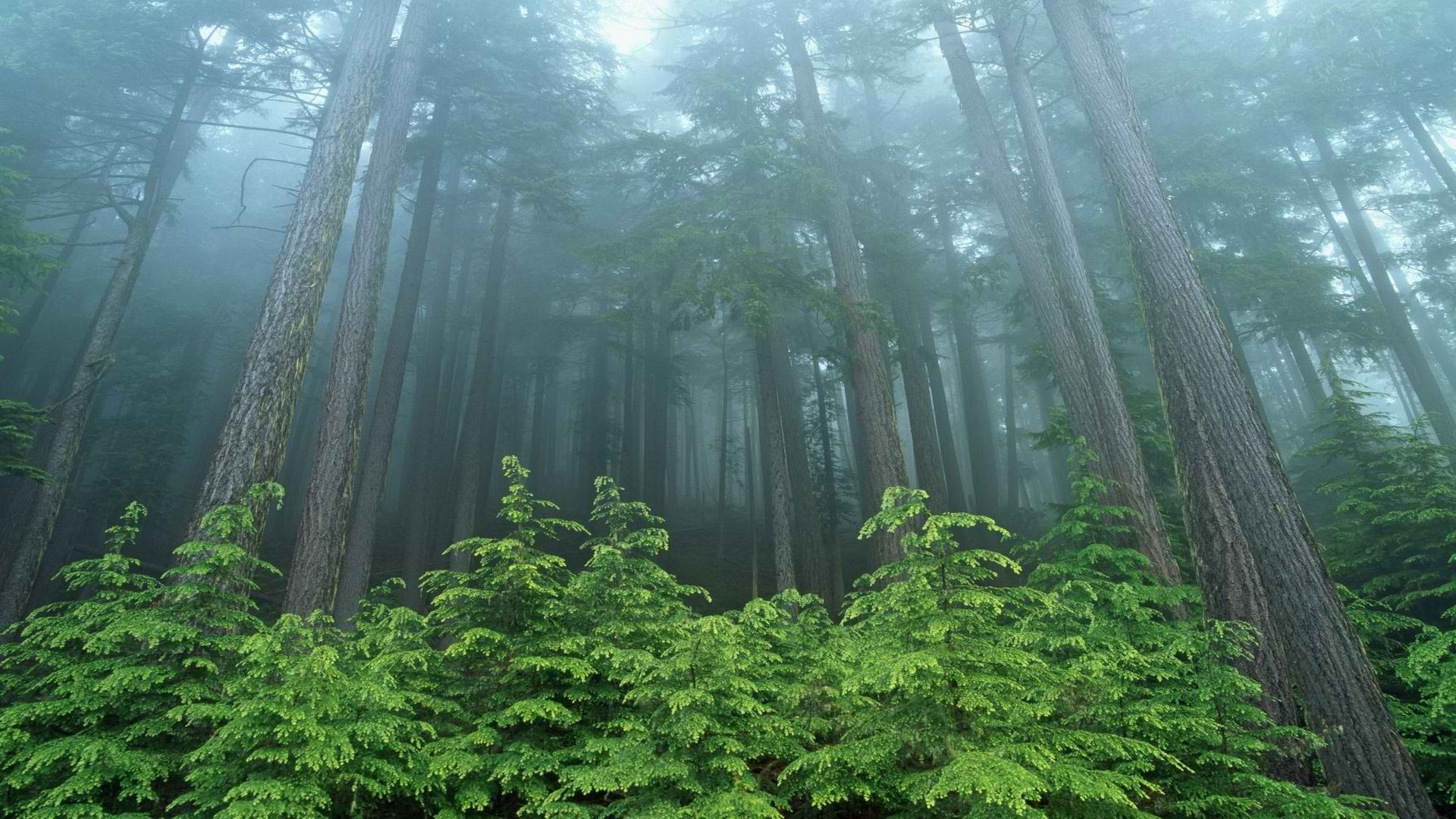 trees5.jpg