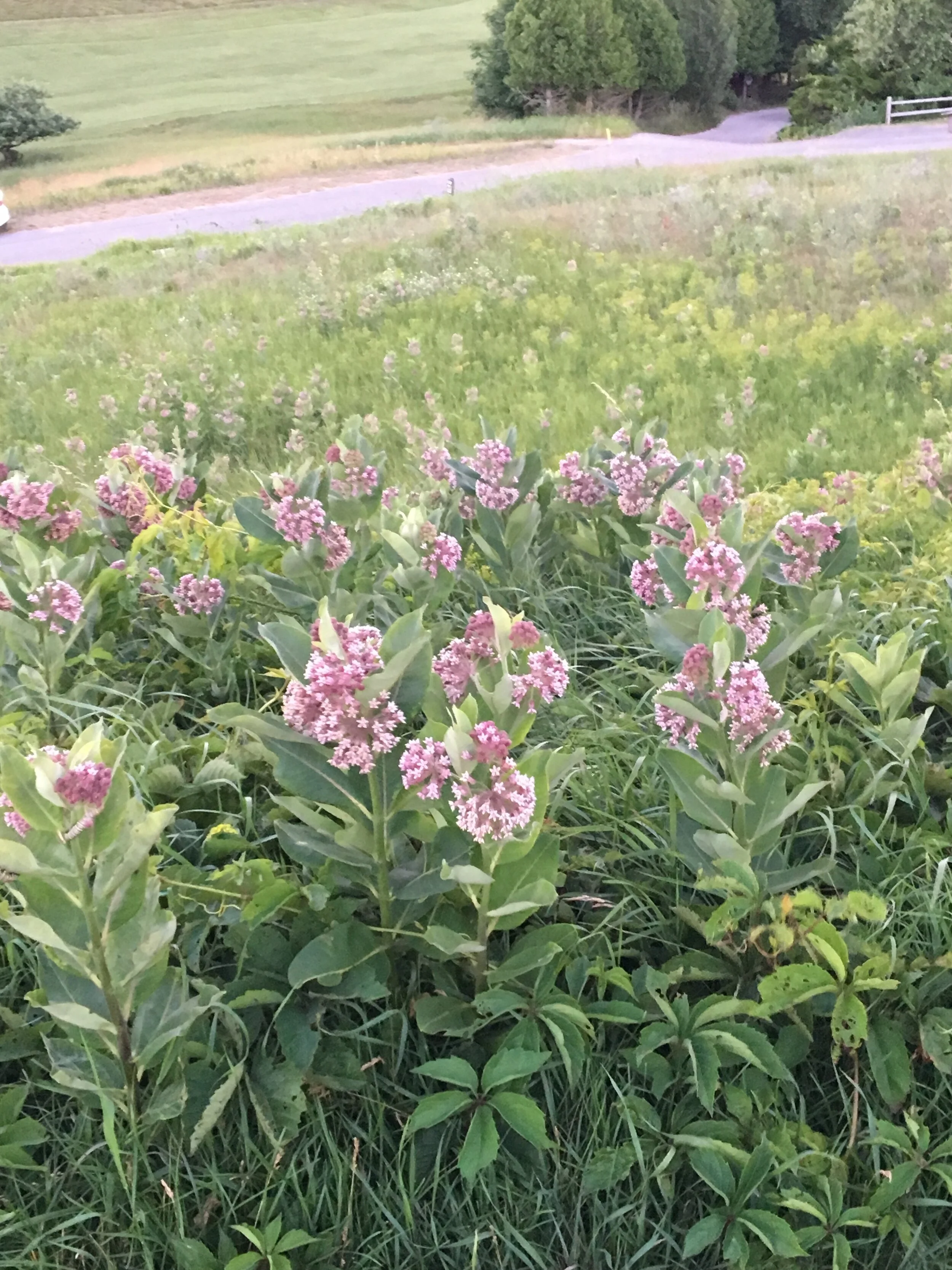 Meadow.JPG