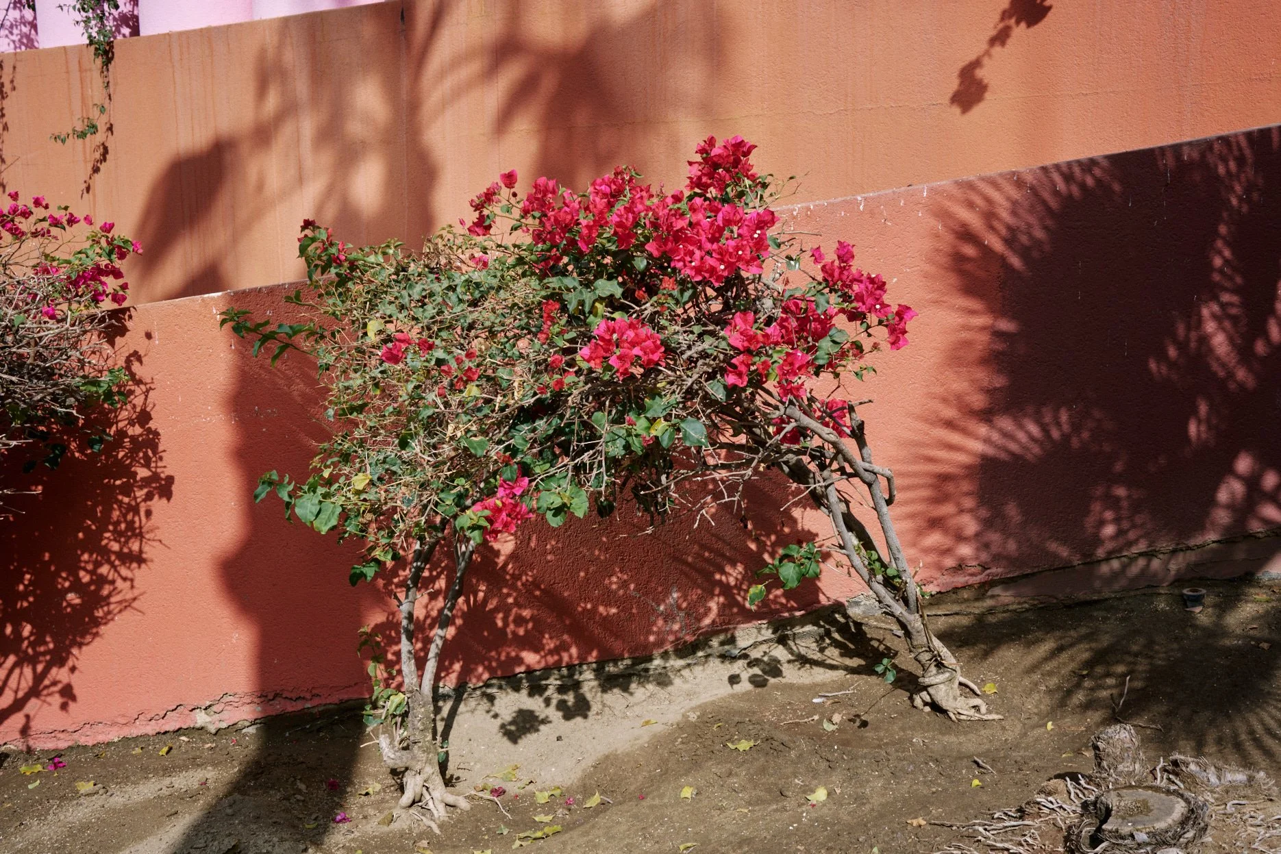 DSC_3534_2.jpg